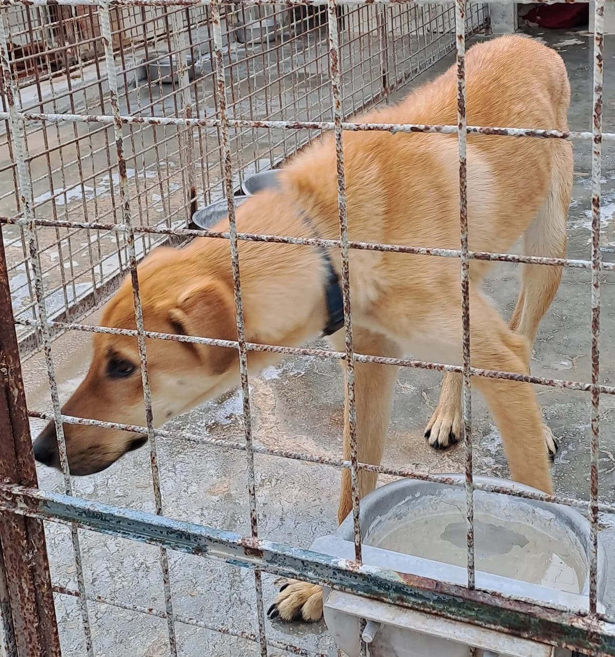 BRYAN, young Mixed Breed for adoption at Adottami col Cuore, Andria (BAT)