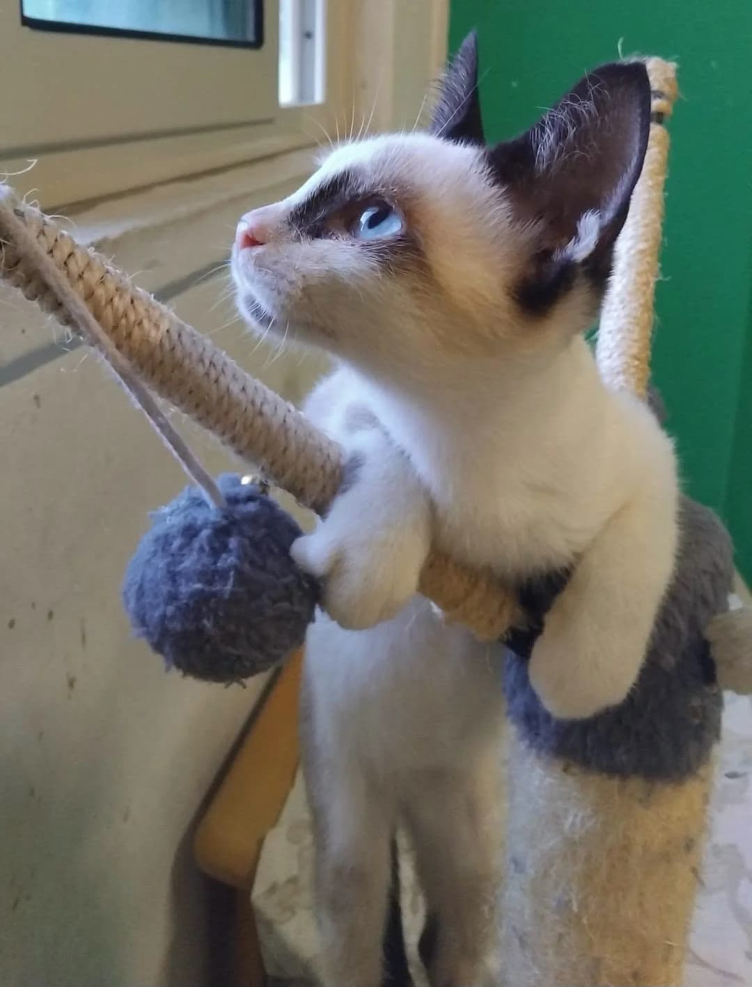 CELESTINO, Mixed Breed for adoption at Adottami col Cuore, Andria (BAT)