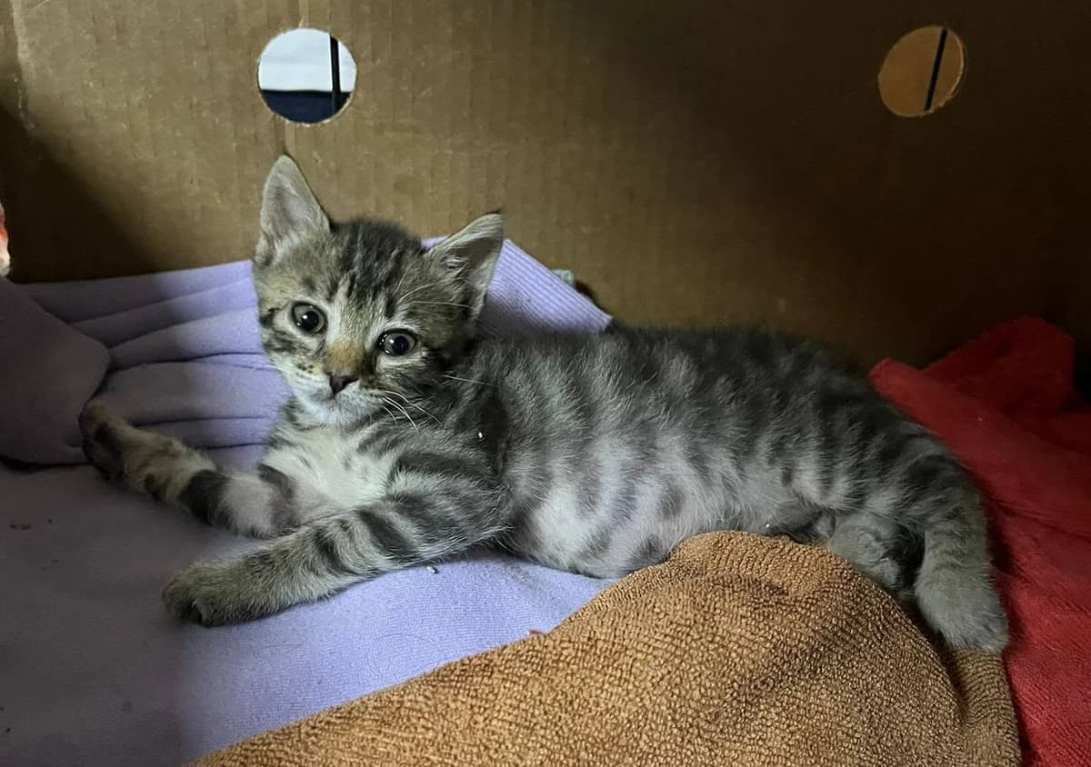 Che ne dite di TICO, Mixed Breed for adoption at Adottami col Cuore, Andria (BAT)