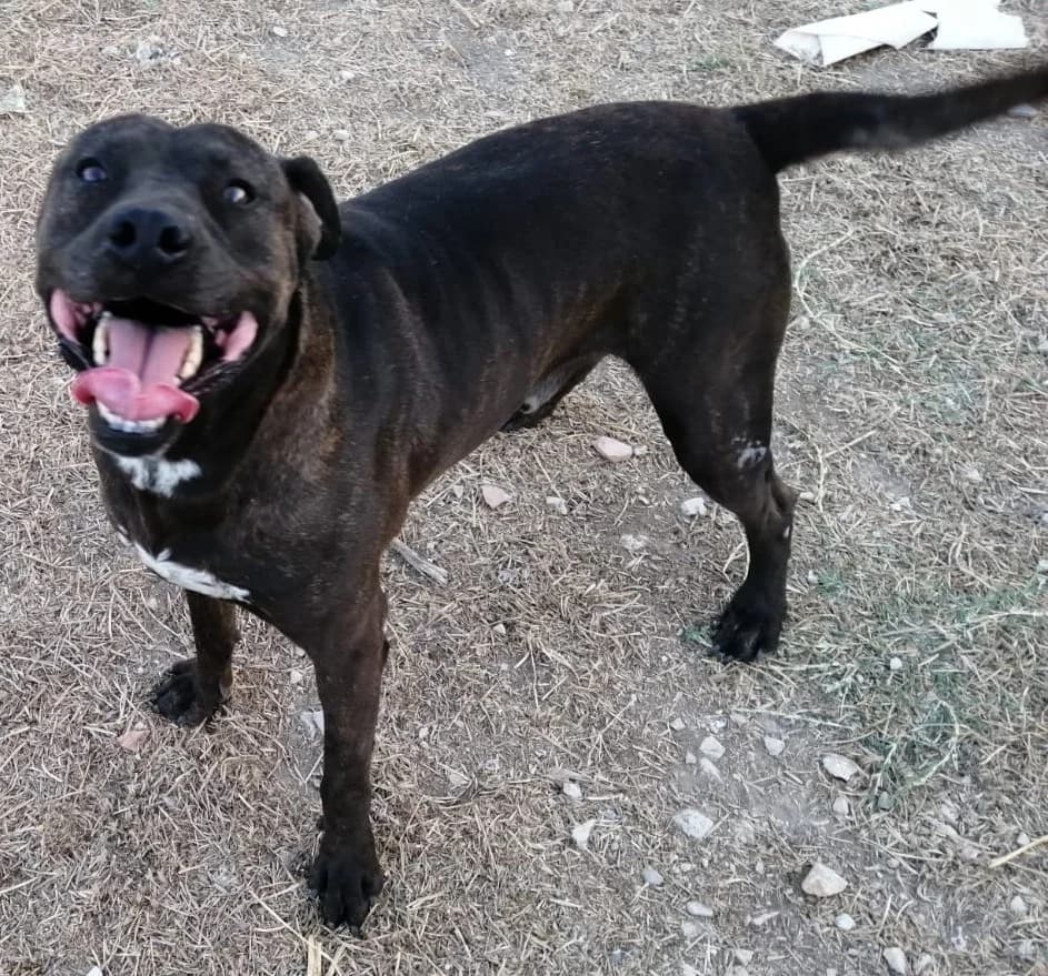 CICCIO, 7yo Mixed Breed for adoption at Adottami col Cuore, Andria (BAT)