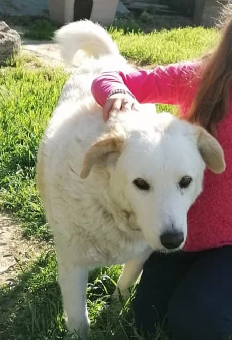 COTONE, senior Mixed Breed for adoption at Adottami col Cuore, Andria (BAT)