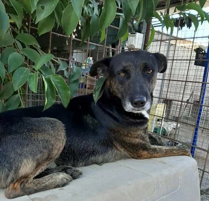 ELVIS, 4yo Mixed Breed for adoption at Adottami col Cuore, Andria (BAT)