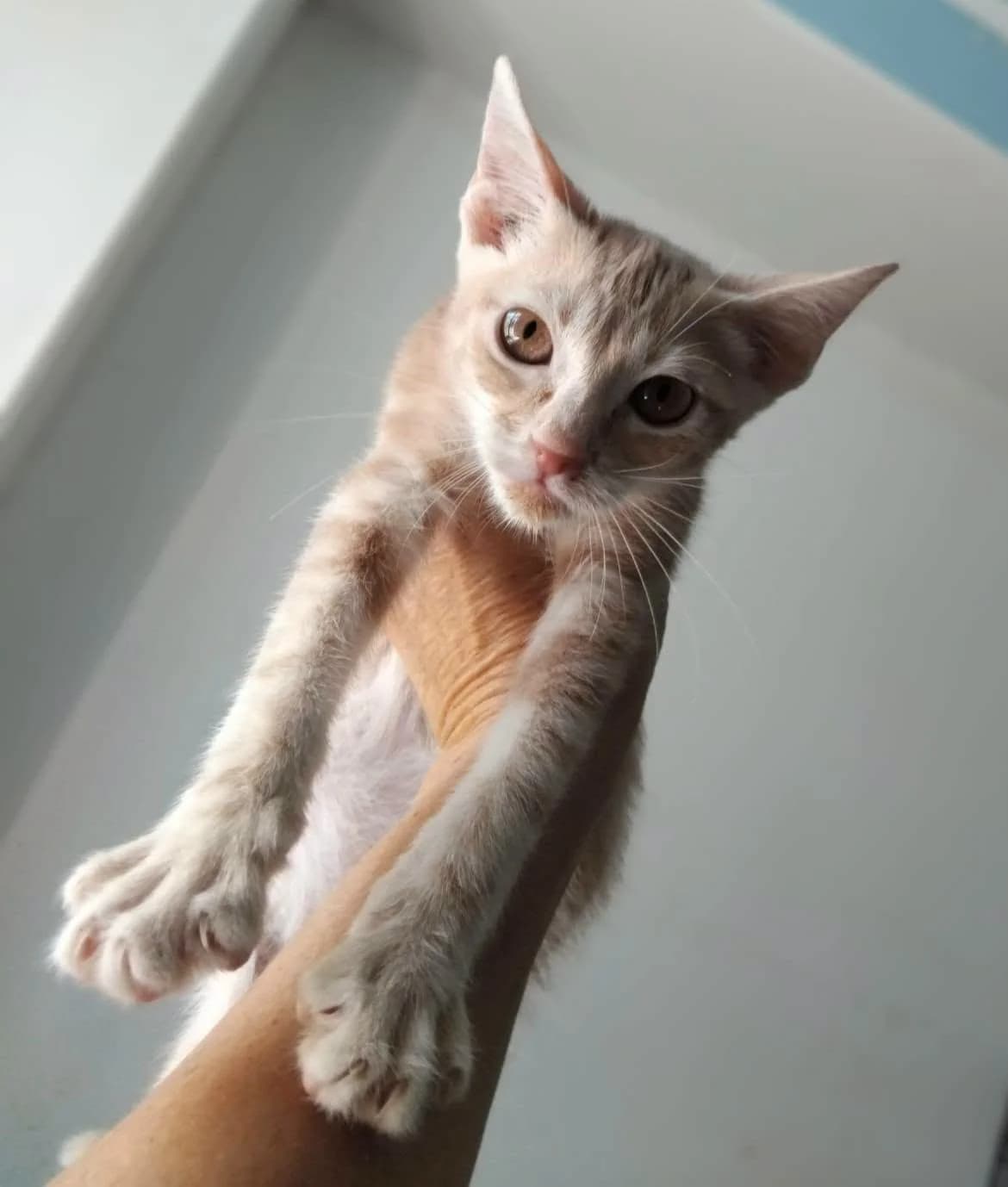 GIOVANNINO, Mixed Breed for adoption at Adottami col Cuore, Andria (BAT)