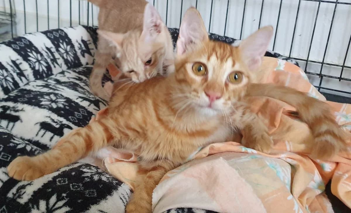 GIOVANNINO, Mixed Breed for adoption at Adottami col Cuore, Andria (BAT)