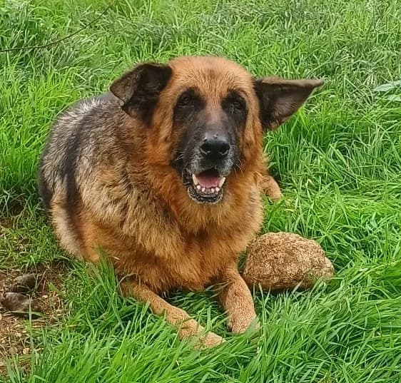 🐾🆘🐾GRAZIELLA, 7yo Mixed Breed for adoption at Adottami col Cuore, Andria (BAT)