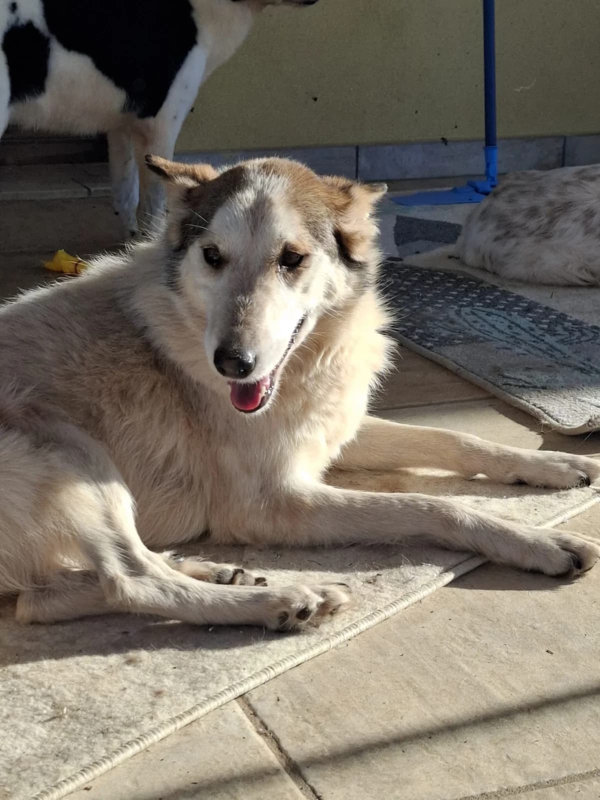 HUSKINA, 7yo Mixed Breed for adoption at Adottami col Cuore, Andria (BAT)