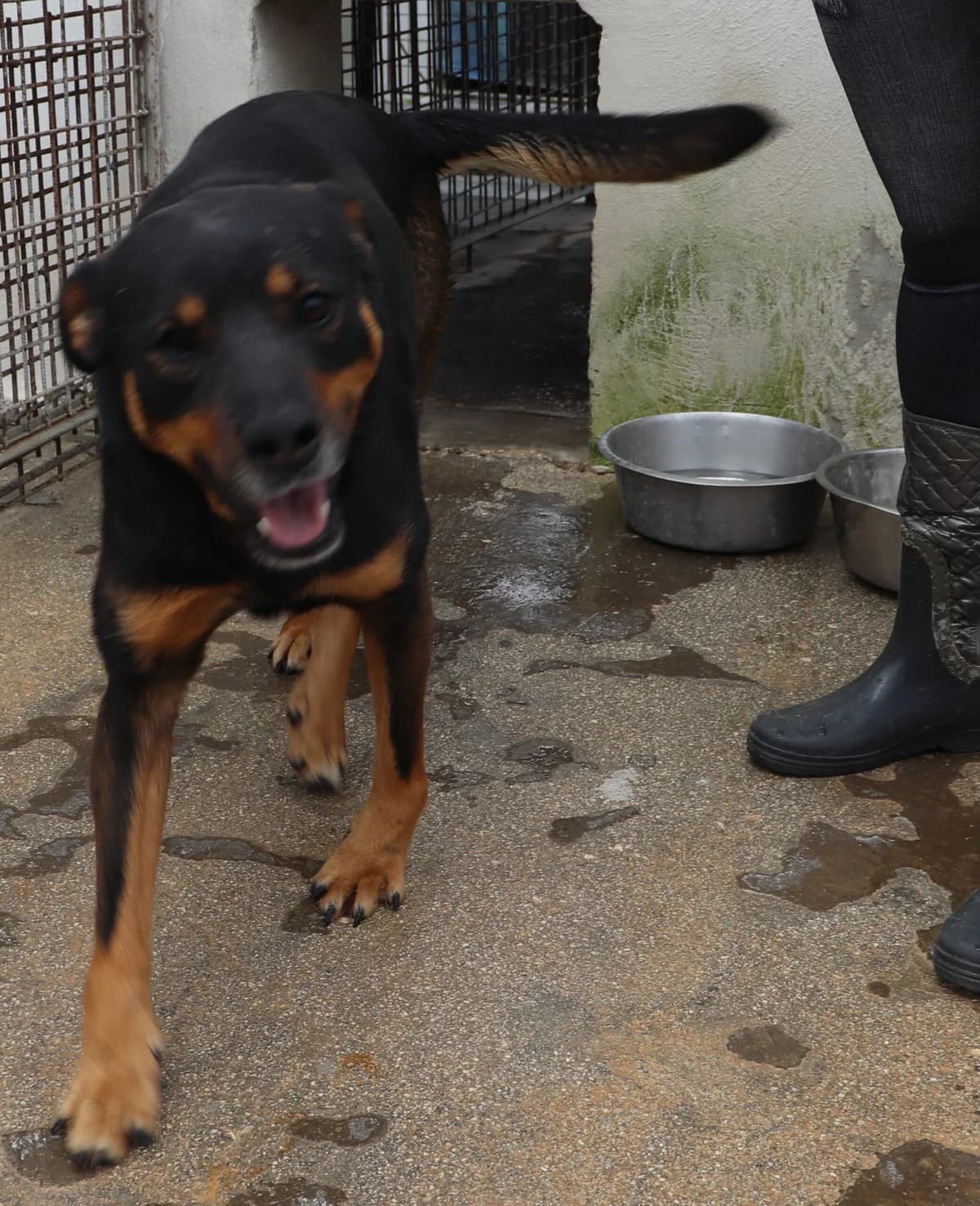 🐶TITTA, puppy Mixed Breed for adoption at Adottami col Cuore, Andria (BAT)