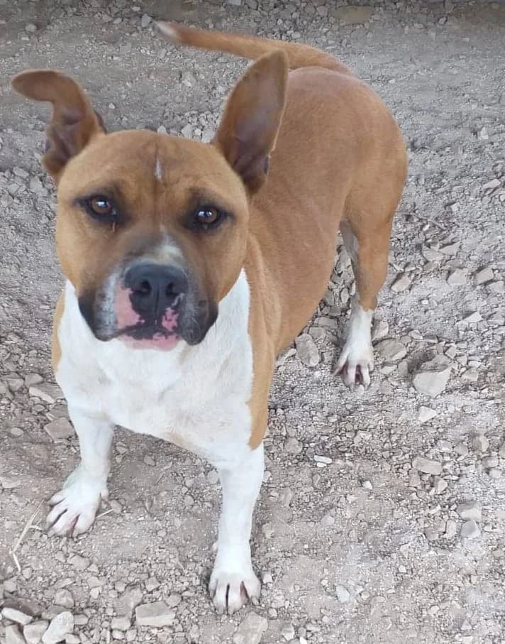 IRONMAN, Mixed Breed for adoption at Adottami col Cuore, Andria (BAT)
