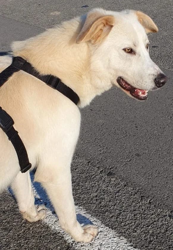 IVO, 3yo Mixed Breed for adoption at Adottami col Cuore, Andria (BAT)