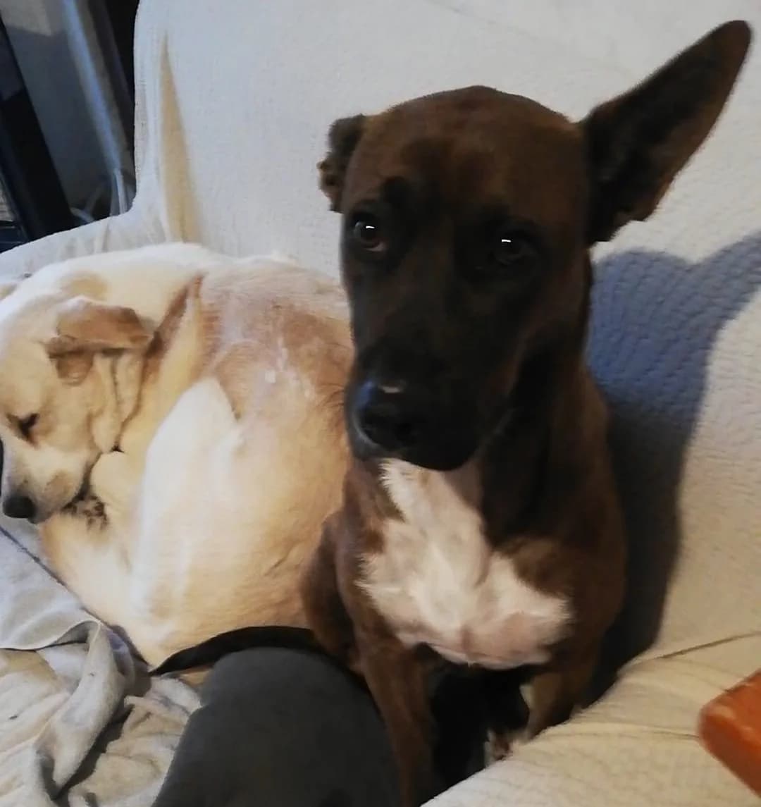 KIRA, young Mixed Breed for adoption at Adottami col Cuore, Andria (BAT)