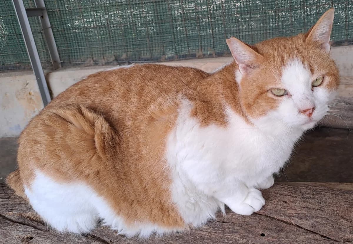 KIWI, Mixed Breed for adoption at Adottami col Cuore, Andria (BAT)