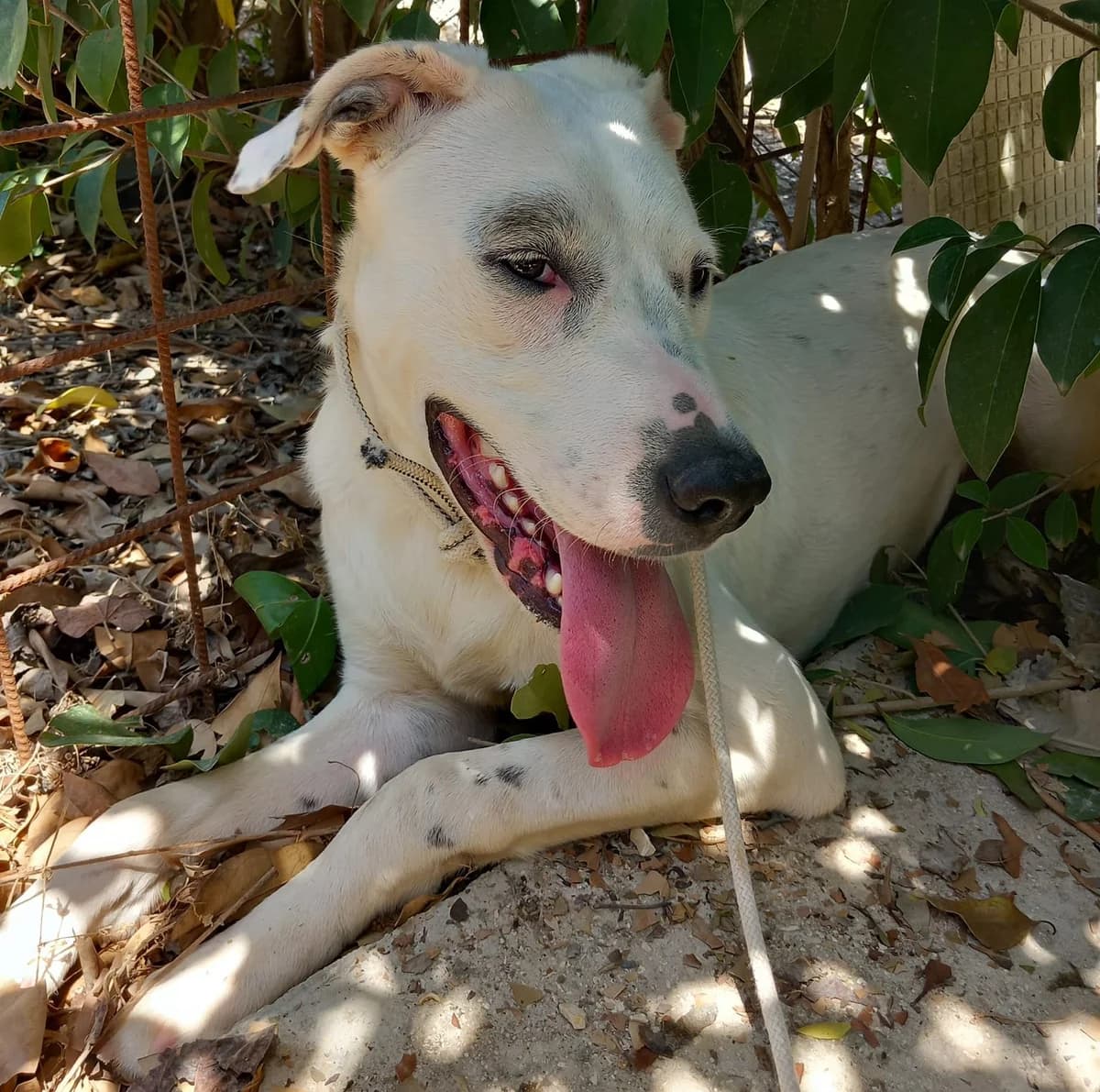 KUBRA, Mixed Breed for adoption at Adottami col Cuore, Andria (BAT)