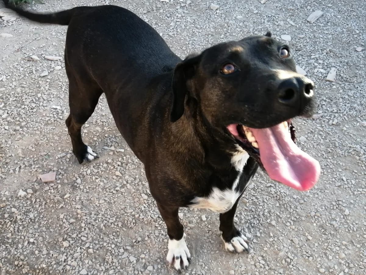 LUNA, 7yo Mixed Breed for adoption at Adottami col Cuore, Andria (BAT)