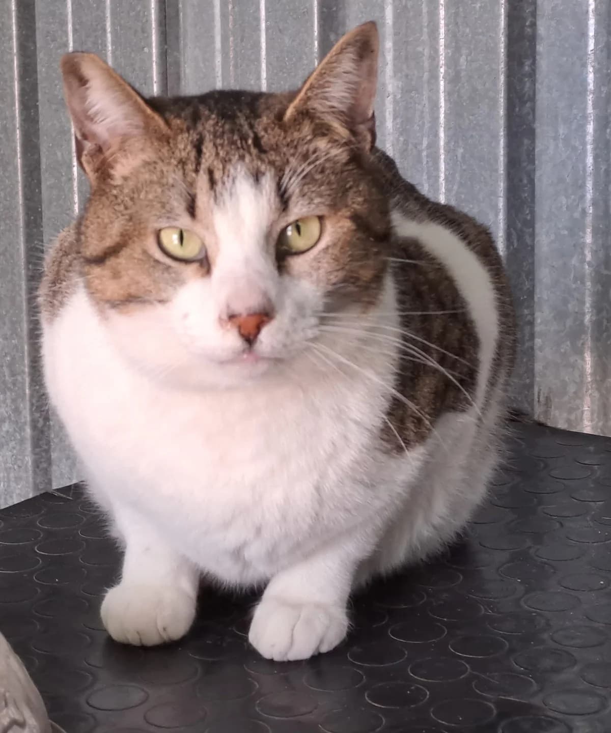 MANDARINO, Mixed Breed for adoption at Adottami col Cuore, Andria (BAT)