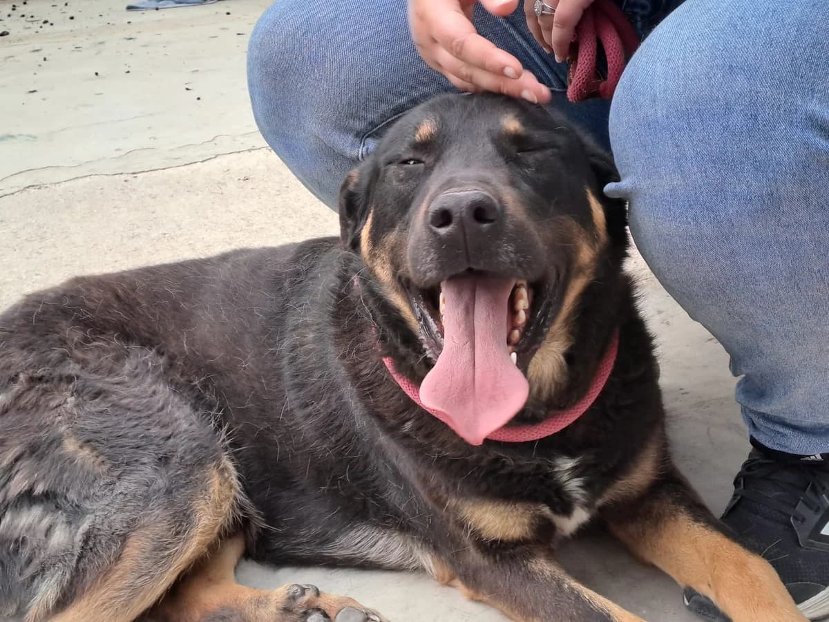 MAX, Mixed Breed for adoption at Adottami col Cuore, Andria (BAT)