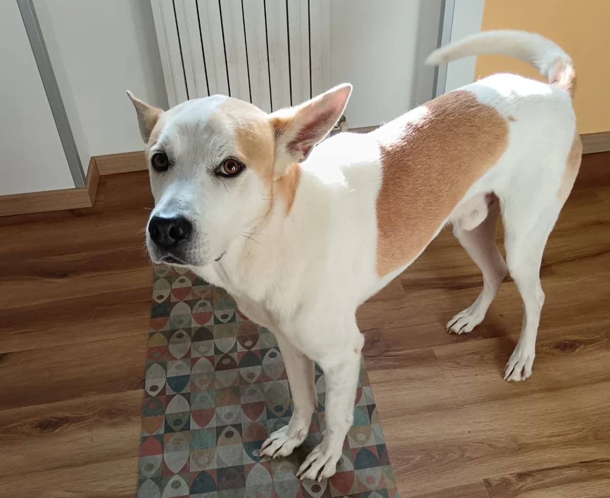 MEEKO, 5yo Mixed Breed for adoption at Adottami col Cuore, Andria (BAT)