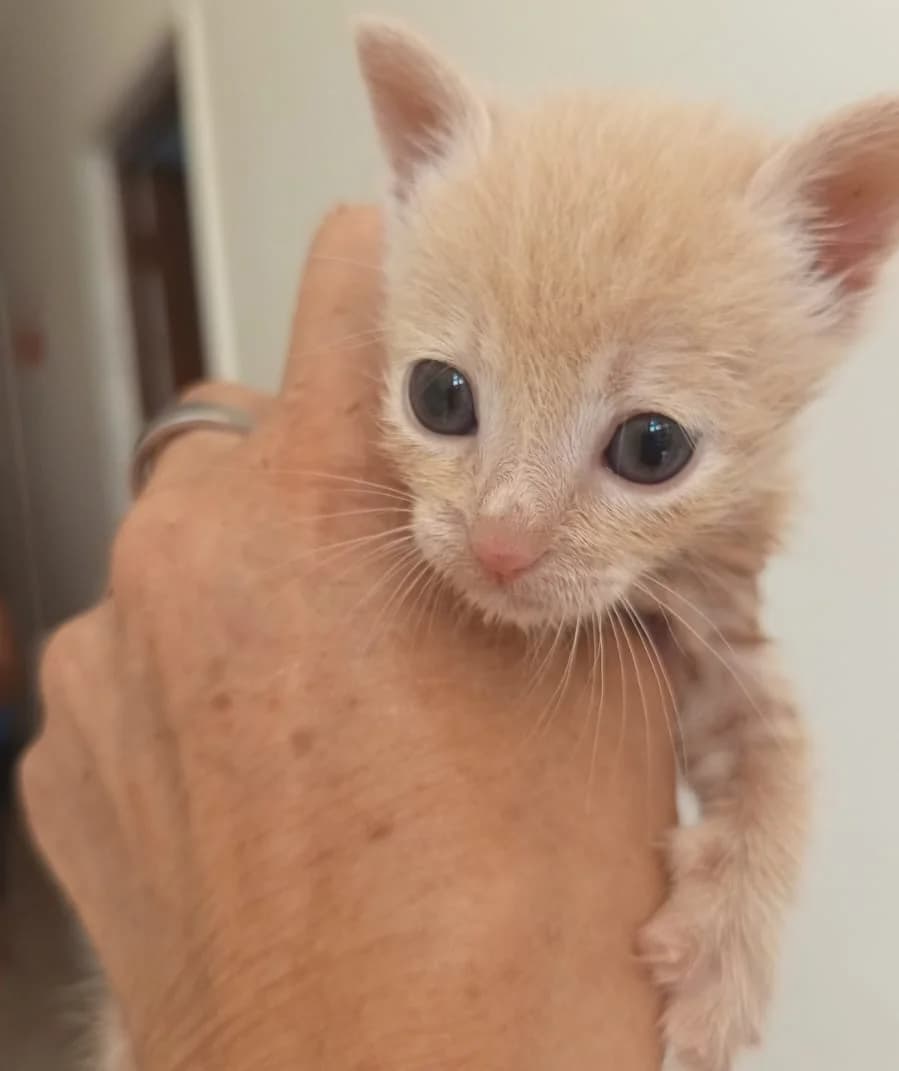 ELISA, Mixed Breed for adoption at Adottami col Cuore, Andria (BAT)
