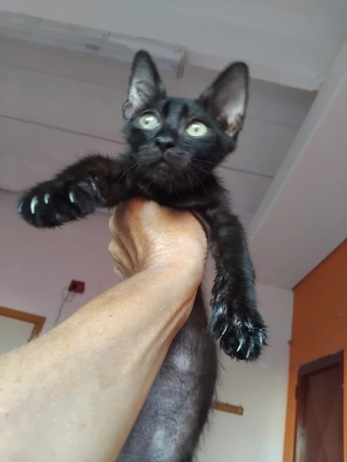 MORA &, puppy Mixed Breed for adoption at Adottami col Cuore, Andria (BAT)