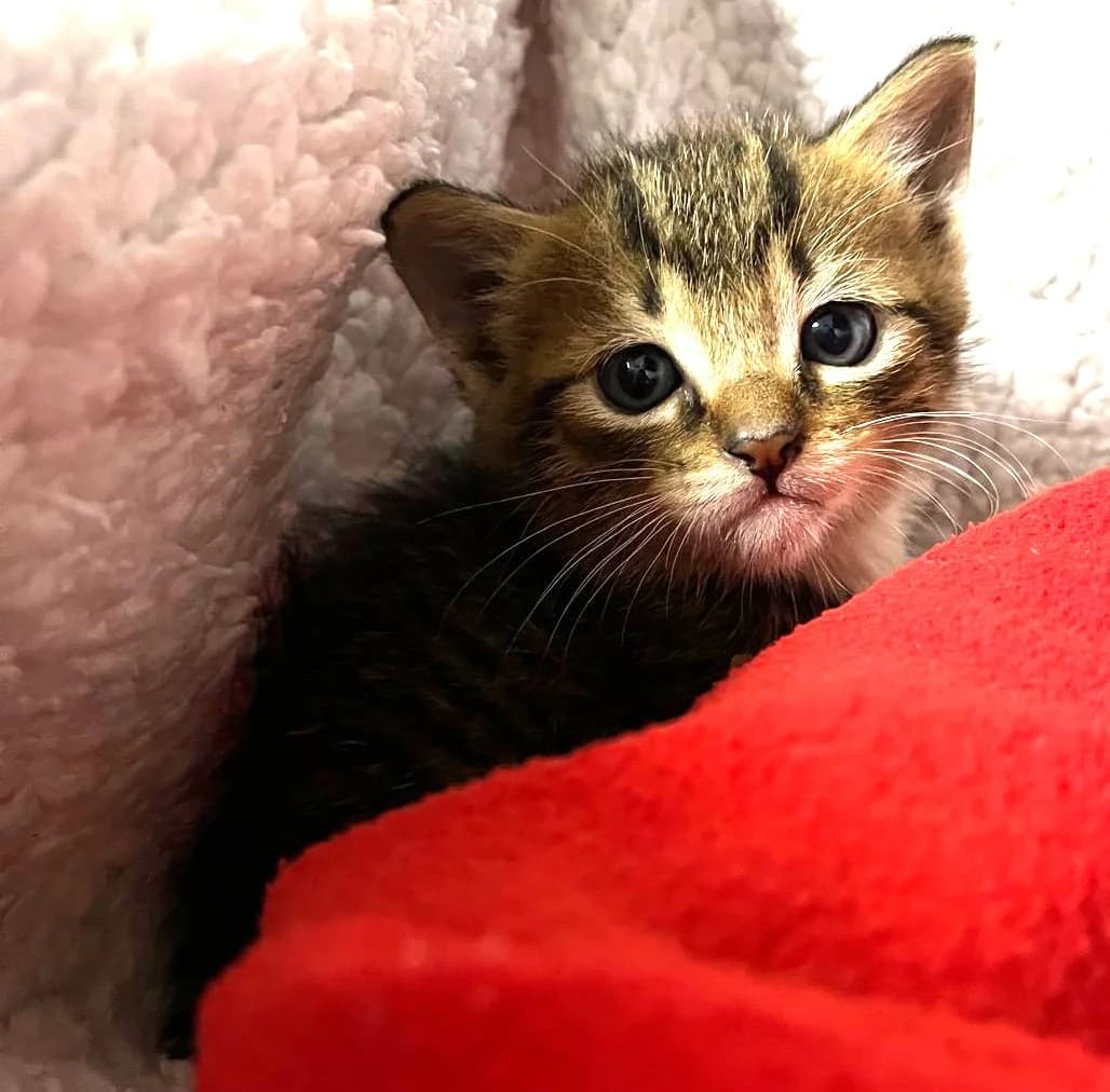 NOUGAT, Mixed Breed for adoption at Adottami col Cuore, Andria (BAT)