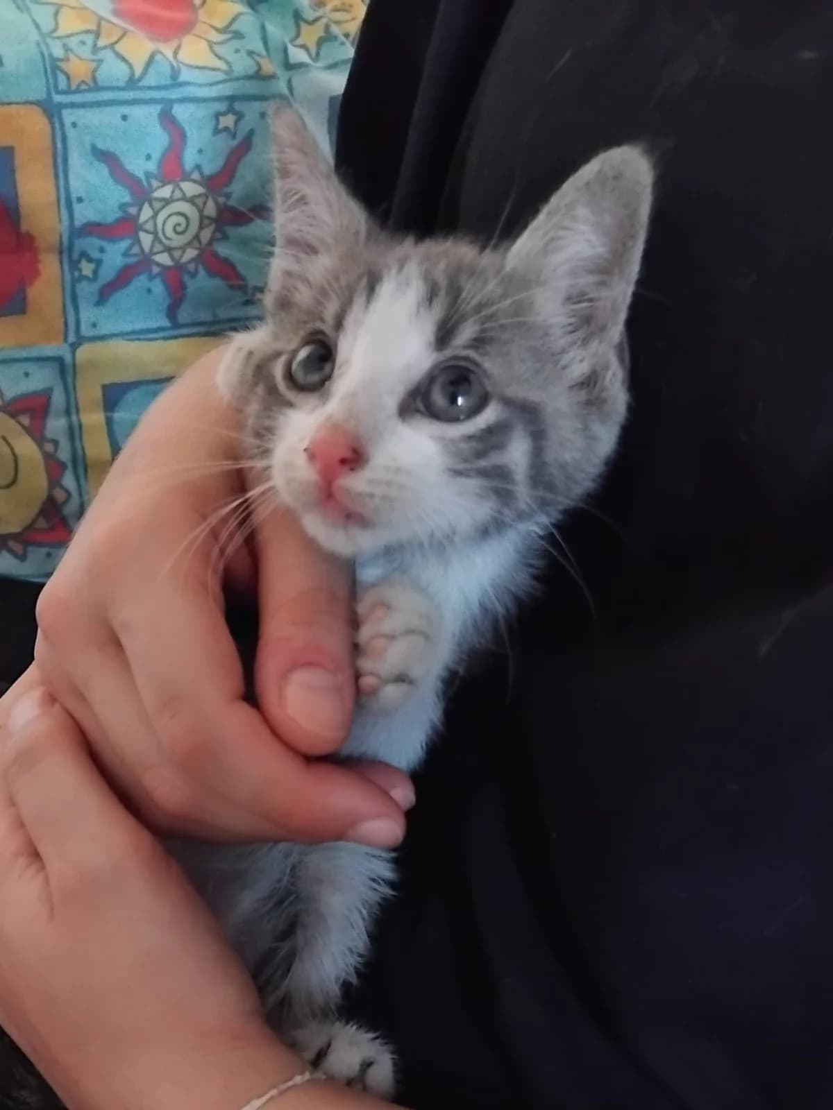 CENERINO, Mixed Breed for adoption at Adottami col Cuore, Andria (BAT)