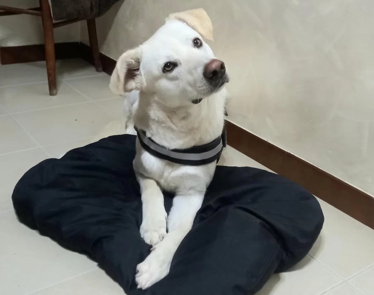 🐶🐶🐶ORIO, 4yo Mixed Breed for adoption at Adottami col Cuore, Andria (BAT)