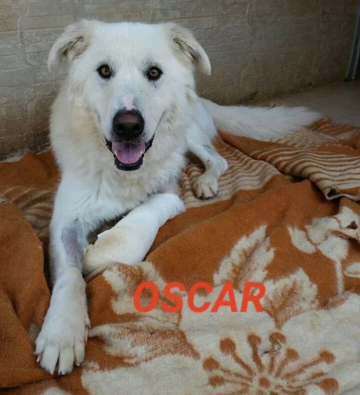 OSCAR, 6yo Mixed Breed for adoption at Adottami col Cuore, Andria (BAT)