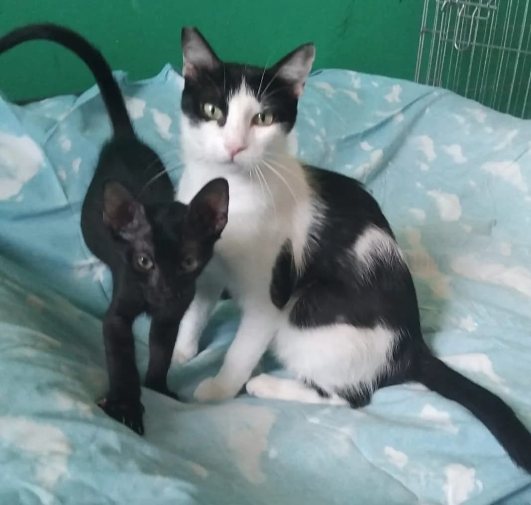 WILLA, Mixed Breed for adoption at Adottami col Cuore, Andria (BAT)