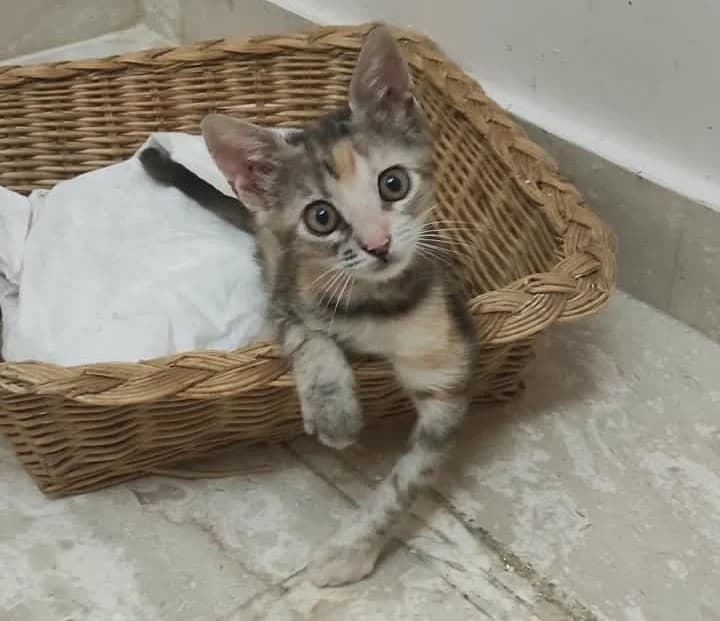 SANDY &, puppy Mixed Breed for adoption at Adottami col Cuore, Andria (BAT)