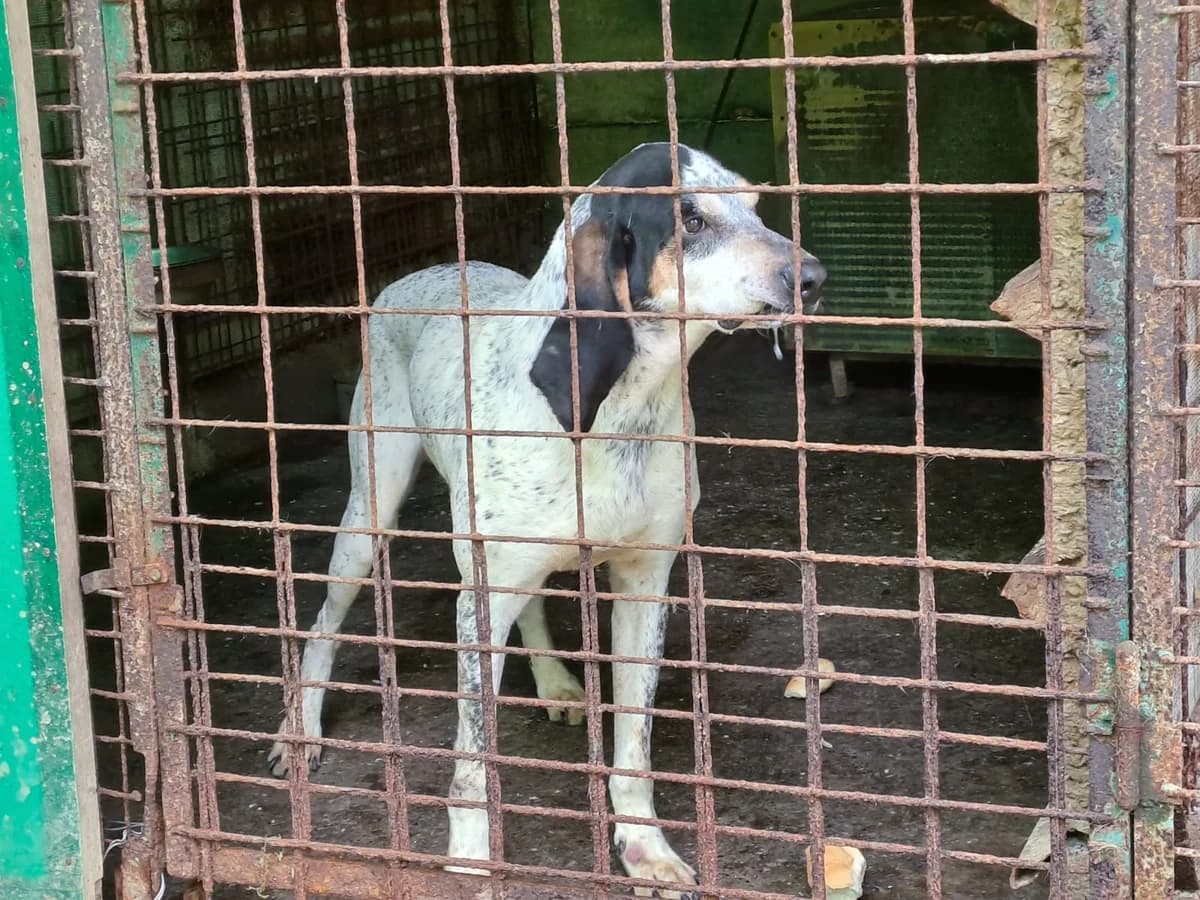 Segugio di 6 anni (Genova), 6yo Mixed Breed for adoption at Adottami col Cuore, Andria (BAT)