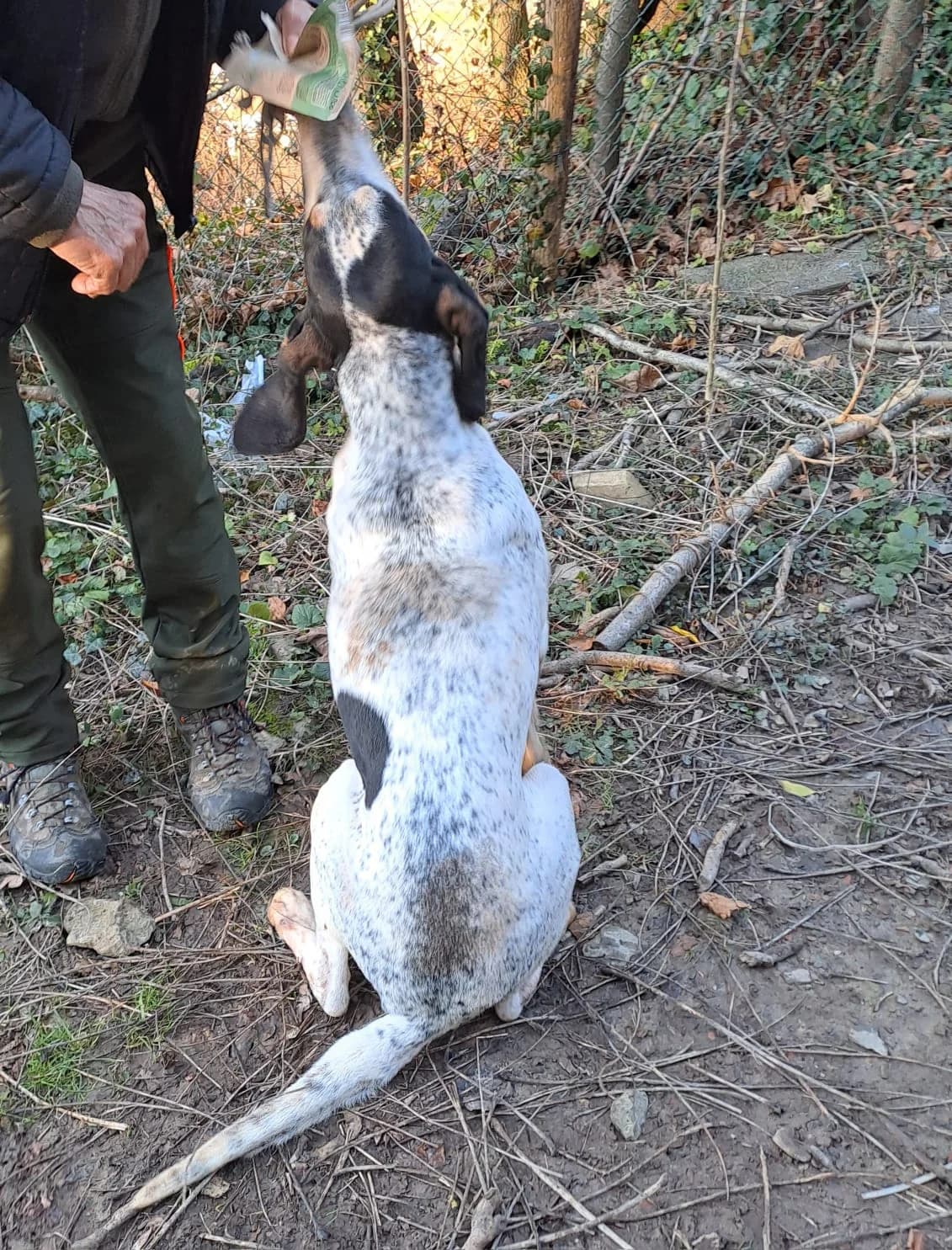 Segugio di 7 anni, 7yo Mixed Breed for adoption at Adottami col Cuore, Andria (BAT)