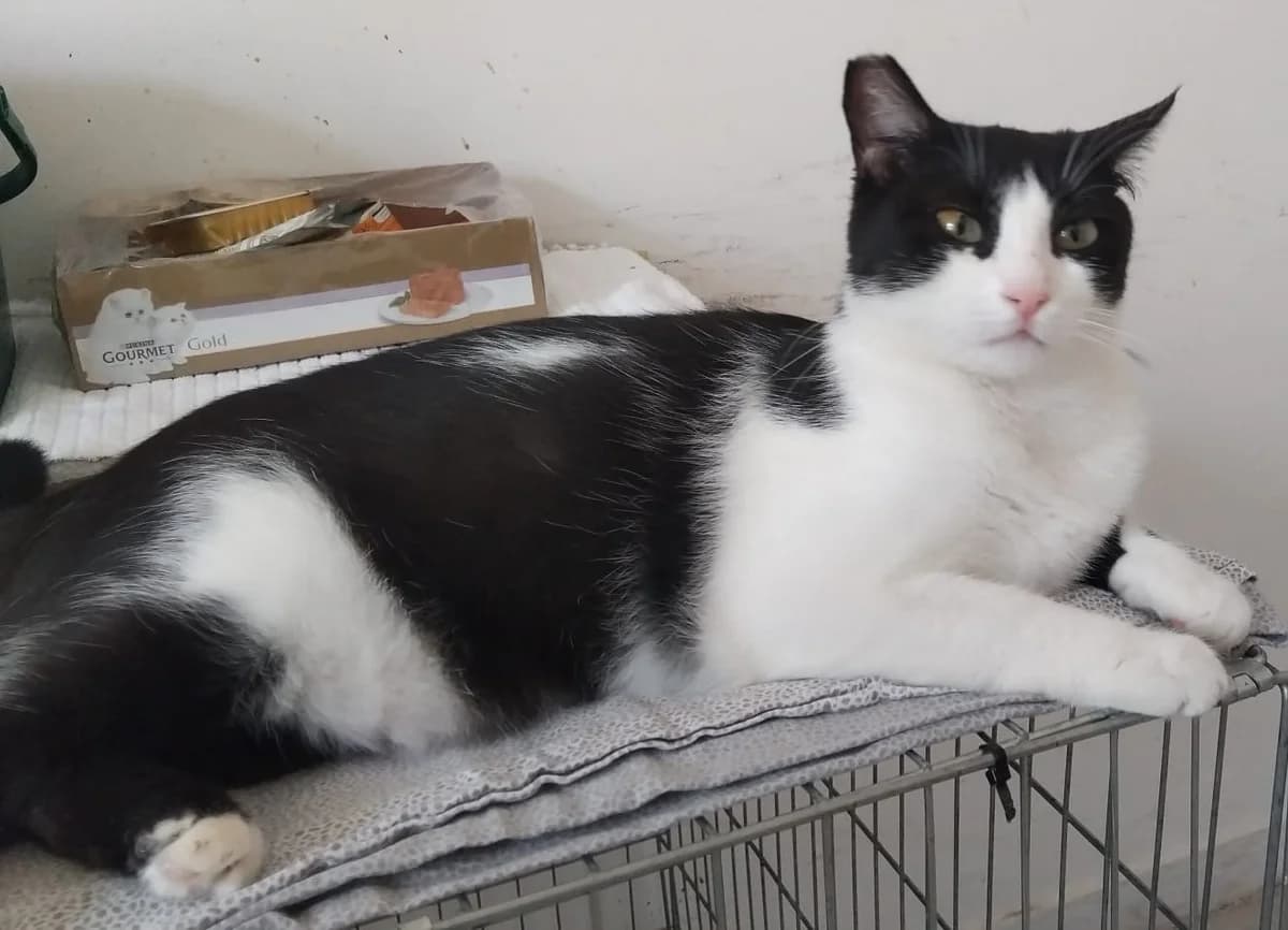 SISSI, Mixed Breed for adoption at Adottami col Cuore, Andria (BAT)