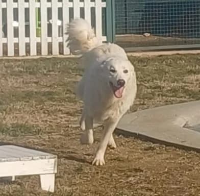 SNIPPER, 4yo Mixed Breed for adoption at Adottami col Cuore, Andria (BAT)