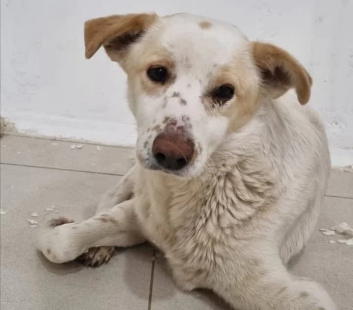 SNOOPA, 4yo Mixed Breed for adoption at Adottami col Cuore, Andria (BAT)