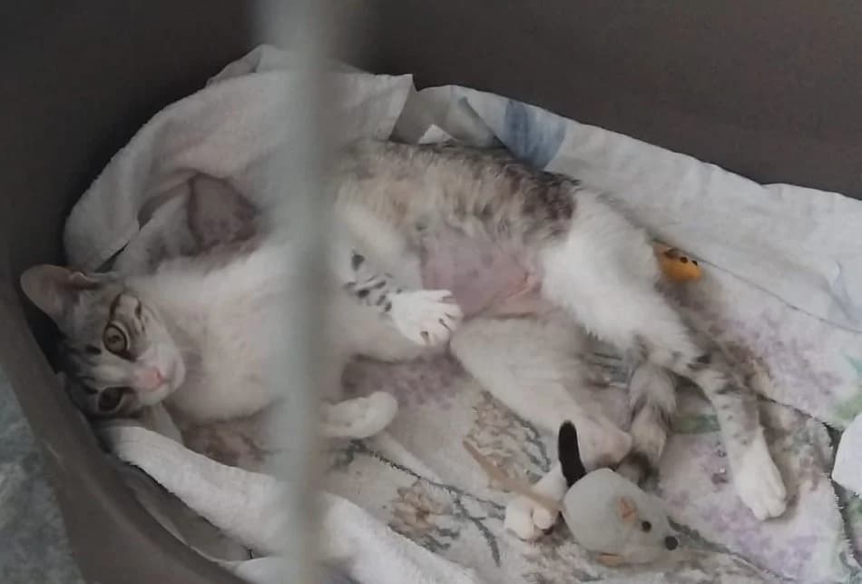 STELLINA, Mixed Breed for adoption at Adottami col Cuore, Andria (BAT)