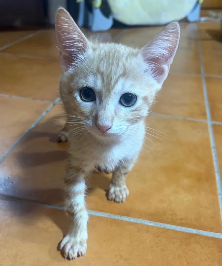 Stupendi micini rossi di 1, puppy Mixed Breed for adoption at Adottami col Cuore, Andria (BAT)