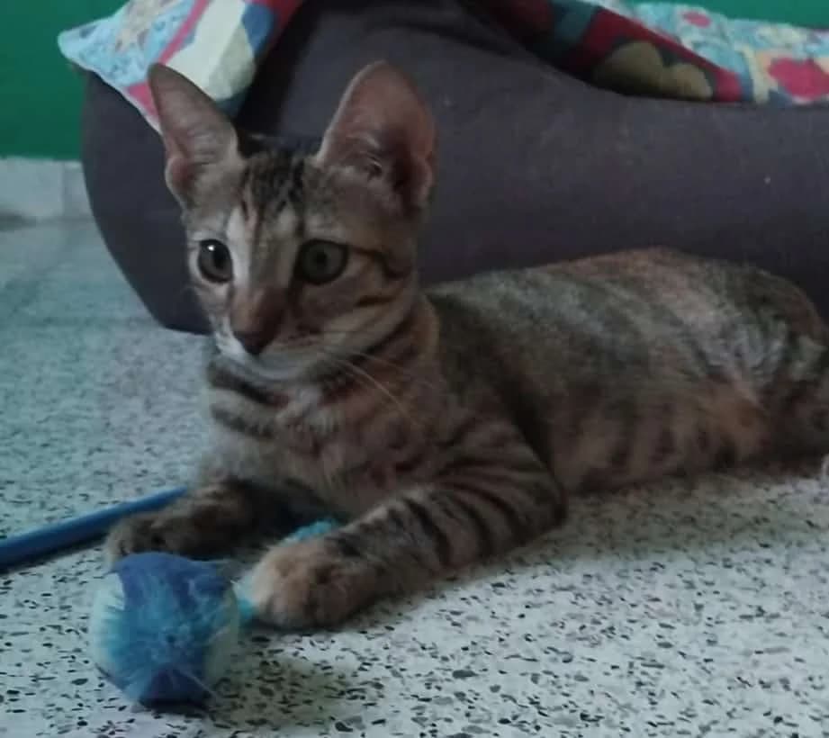 SUSINA, Mixed Breed for adoption at Adottami col Cuore, Andria (BAT)