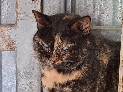 SUSINA, Mixed Breed for adoption at Adottami col Cuore, Andria (BAT)
