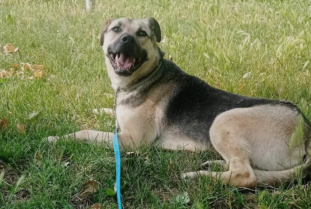 TANGO, 7yo Mixed Breed for adoption at Adottami col Cuore, Andria (BAT)