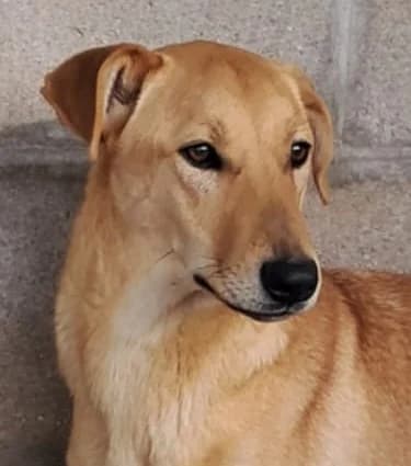 TEO, puppy Mixed Breed for adoption at Adottami col Cuore, Andria (BAT)