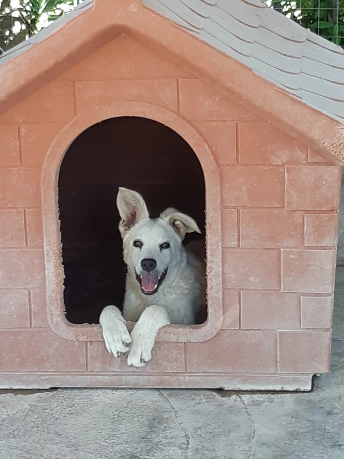 TESSA, Mixed Breed for adoption at Adottami col Cuore, Andria (BAT)