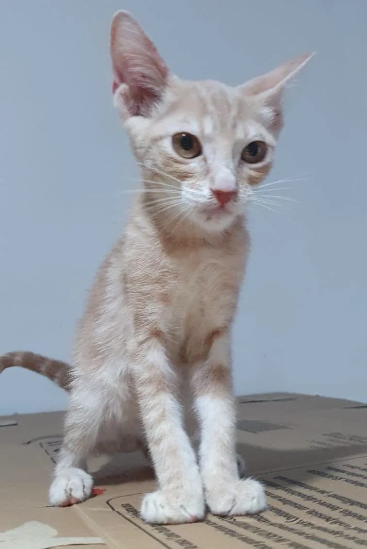 TORTELLINO, Mixed Breed for adoption at Adottami col Cuore, Andria (BAT)