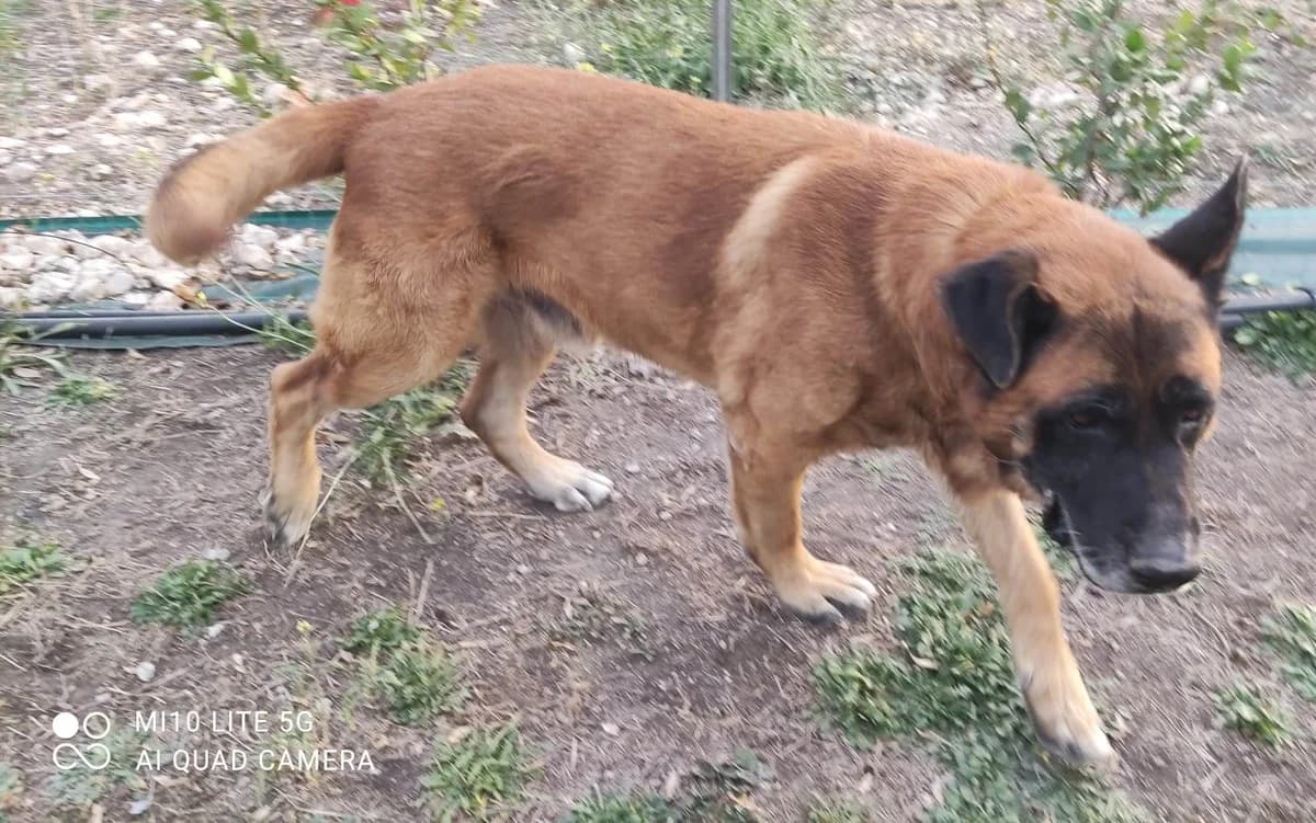 🐕🐕🐕TYSON, puppy Mixed Breed for adoption at Adottami col Cuore, Andria (BAT)
