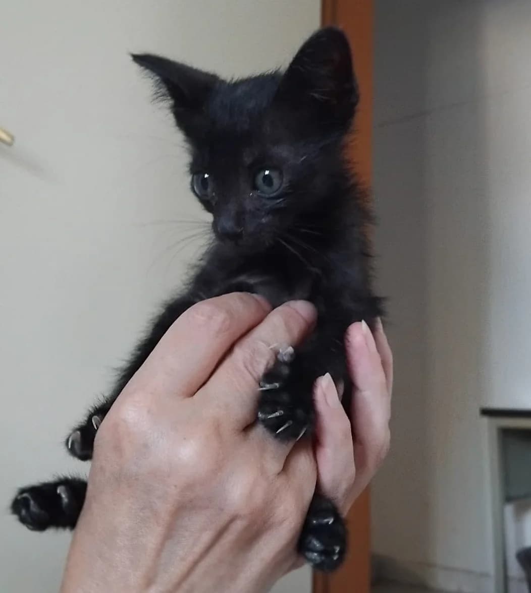 UGHINO, Mixed Breed for adoption at Adottami col Cuore, Andria (BAT)