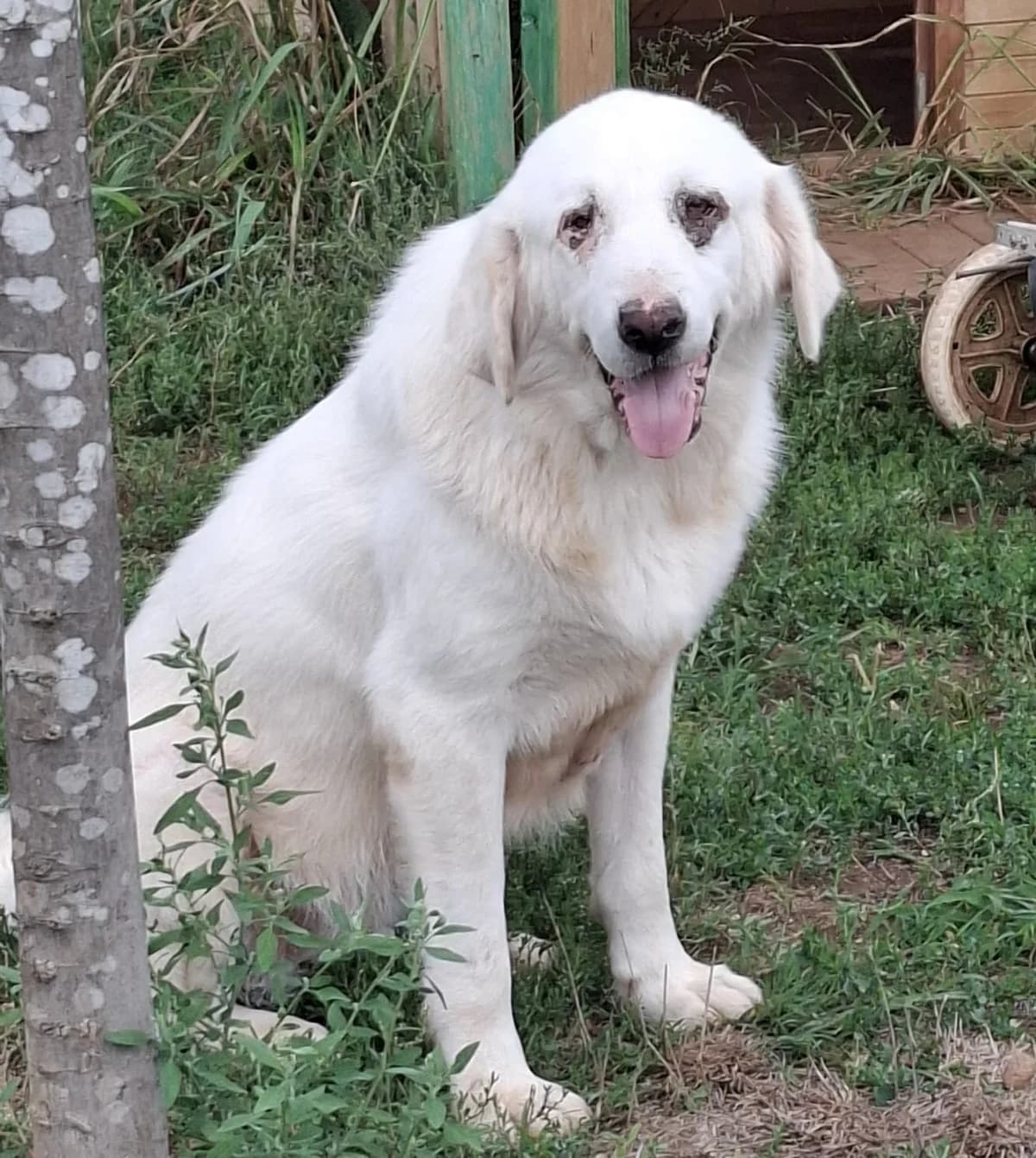 VITA, senior Mixed Breed for adoption at Adottami col Cuore, Andria (BAT)