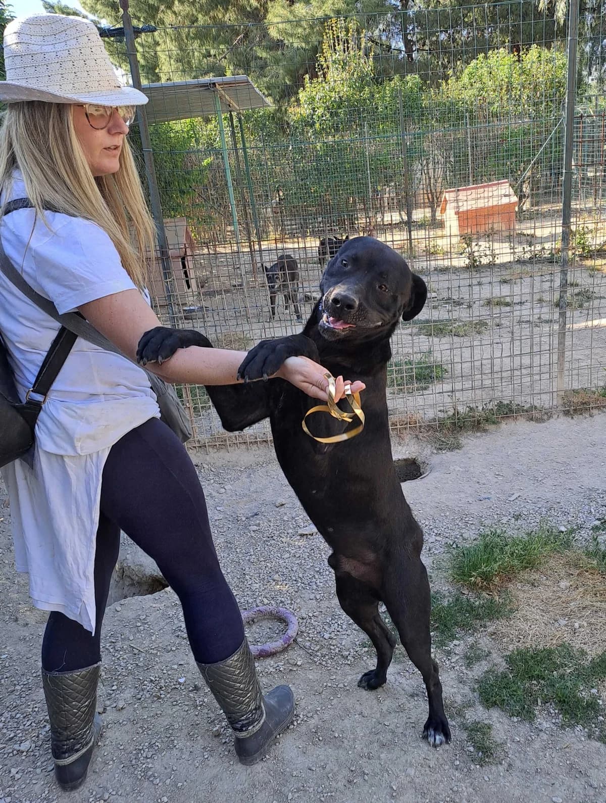 ZORRO, Mixed Breed for adoption at Adottami col Cuore, Andria (BAT)