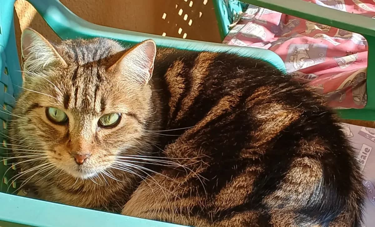 Ambrogio, senior Mixed Breed for adoption at Agenzia Piazza Gatti