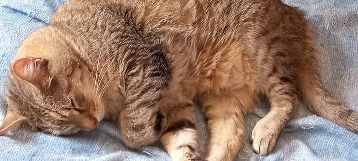 Gastone, male senior Mixed Breed for adoption at Agenzia Piazza Gatti