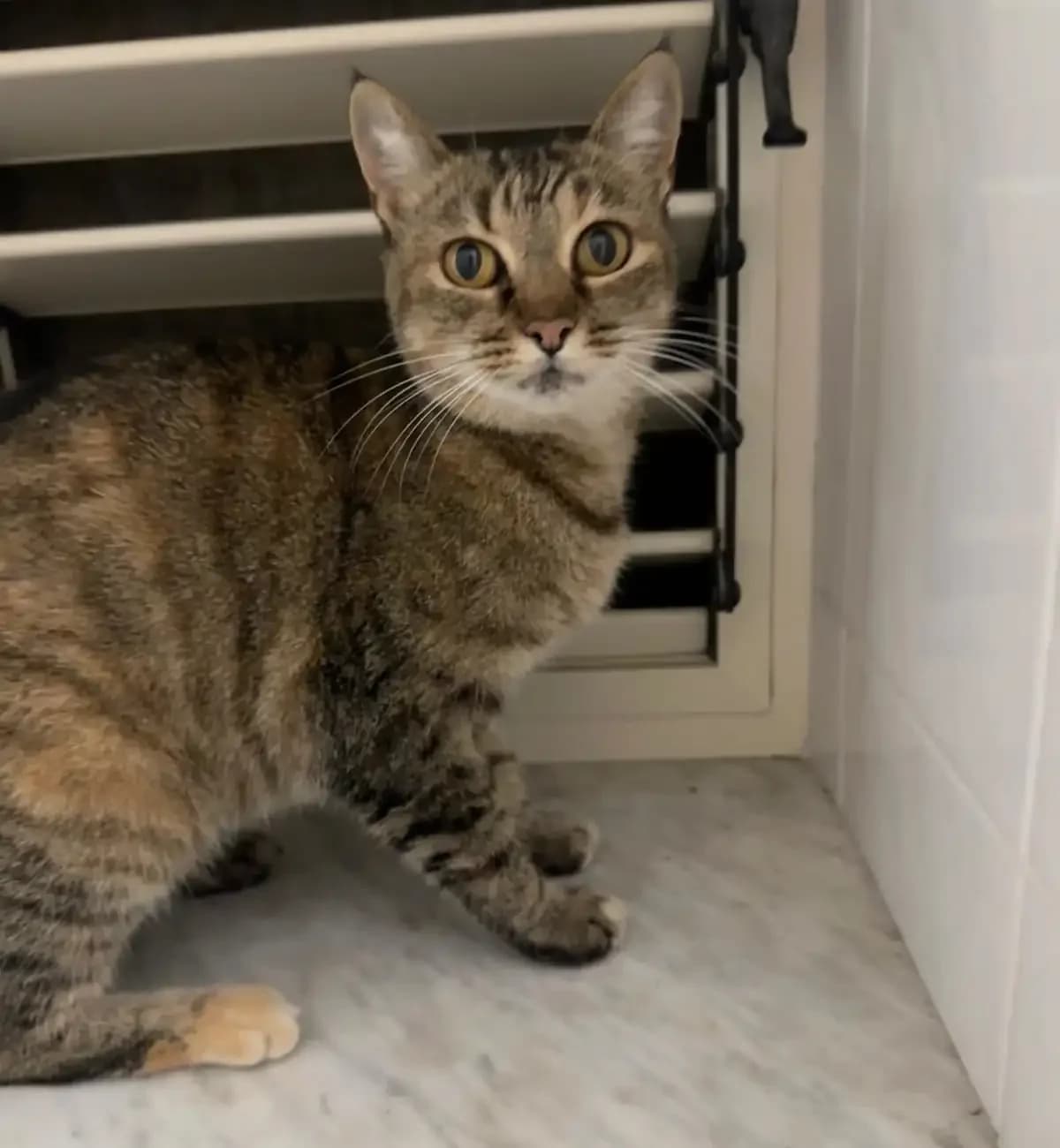 Giulietta, young Mixed Breed for adoption at Agenzia Piazza Gatti