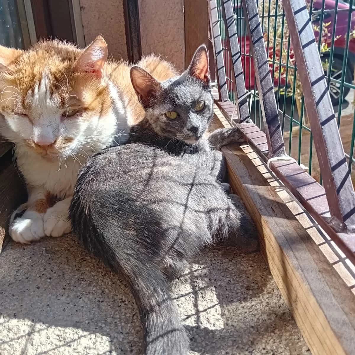 Loy e Lalla, male 6yo Mixed Breed for adoption at Agenzia Piazza Gatti
