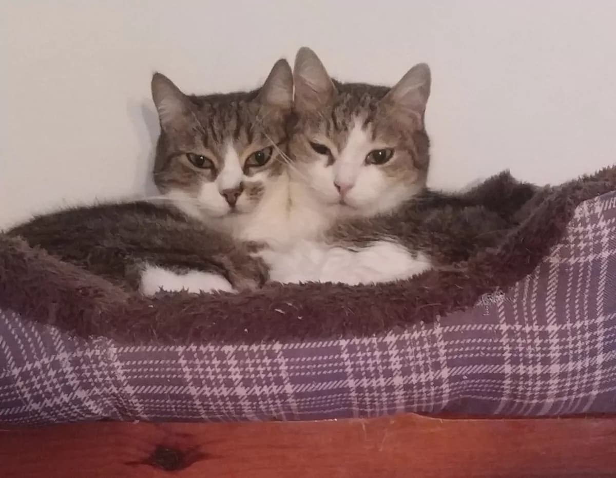 Vincent e Teo, 7yo Mixed Breed for adoption at Agenzia Piazza Gatti